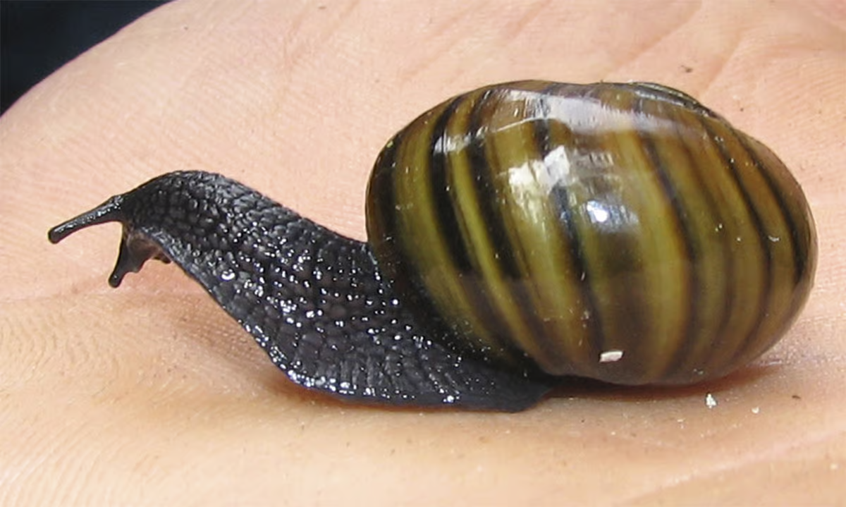 Mount Augustus Snail